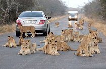 Nejen král zvířat, ale i král silnic. V Krugerově národním parku v Jihoafrické republice se uprostřed silnice zastavilo pět velkých koček i se svými lvíčaty.