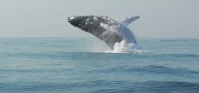 Podle vědců využívají velryby skákání nad hladinu ke komunikaci mezi sebou, když se od sebe vzdálí.
