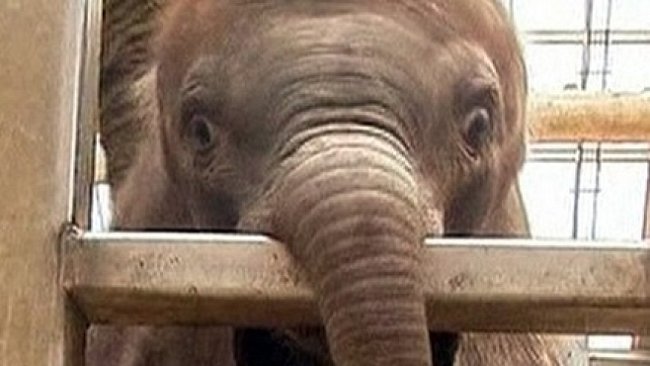 VIDEO: Umělé oplodnění slonice vyšlo. Mládě je na světě