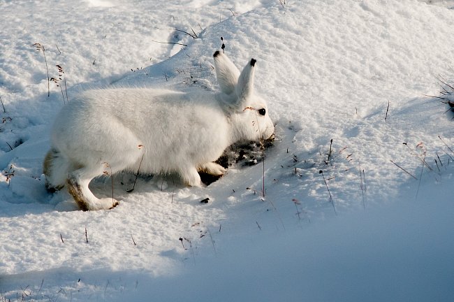 První den se sněhovou pokrývkou představuje změnu pro celý arktický ekosystém včetně polárního zajíce (Lepus arcticus). Pro toho je na jednu stranu poněkud obtížnější sehnat potravu, na stranu druhou 