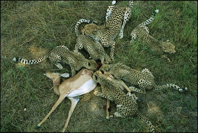 Antilopa vs. gepardi