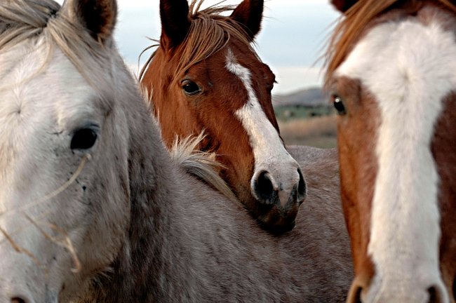 Běh mustangů v poušti Great Basin Desert, který je součástí boje jednoho ze samců o post vůdce stáda a zajištění vlastní bezpečné budoucnosti. 