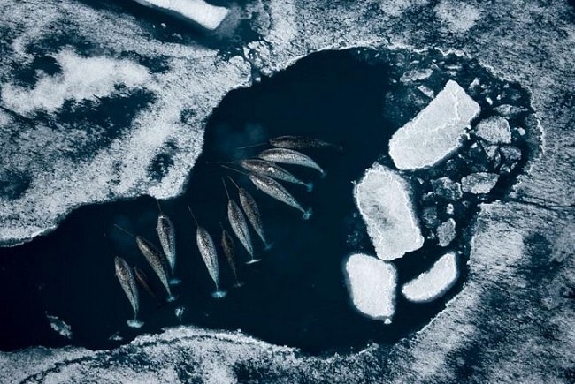 Skupina narvalů se shromáždila u jedné arktické ledové kry při lovu tresek. Kel tohoto živočicha je ve skutečnosti zub, který může narůst do délky téměř 3 metrů; byl pro člověka hádankou celá staletí.