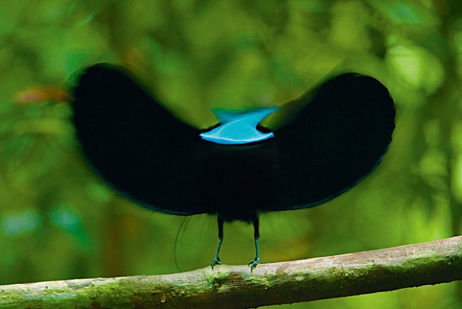 Sameček rajky štítnaté používá k okouzlení potenciální partnerky metodu rychlého kývání hlavou, kdy se proměňuje duhový prsní štít ptáka v blýskavou reklamu sexuální zdatnosti. 