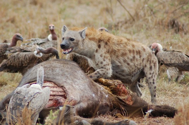 Hyeny jsou mrchožrouty, ale v případě hyeny skvrnité se ukazuje, že spíš svou kořist loví.