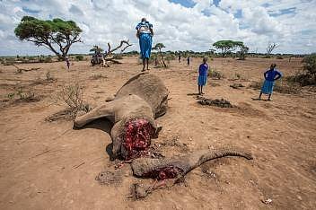Masajská dívka skáče na zdechlině dvaapadesátileté slonice nedaleko národního parku Amboseli, který je obklopen farmami. Strážci mají podezření, že slonice byla otrávena za to, že plenila zásoby obilí. Odstranili její kly.