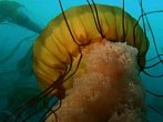 NG Channel: Obrovské medúzy