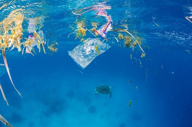 Mořské rostliny mezi plastovými obaly na hladině. Dole plave kareta obrovská a vzdaluje se od odpadků.