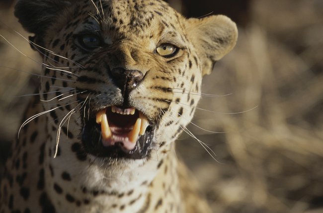 Close-up of an African leopard (Panthera pardus)
