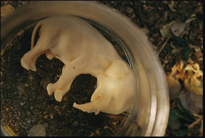 Sloní embryo