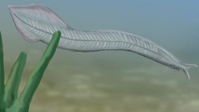 Nejstarší přímý předchůdce člověka byl pěticentimetrový červ