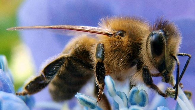 Decimování včel ve světě má zřejmě na svědomí fruktózový sirup