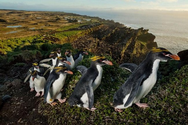 Zástup tučňáků žlutorohých s čerstvě dorostlým peřím se plahočí po hřebeni starého sopečného kráteru na ostrově Marion. Ve stěnách kráteru za nimi je vidět „Amfiteátr“ – soustava teras, které tučňáci vytvořili během dlouhých věků.