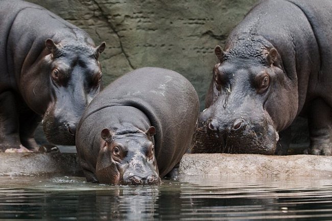 V listopadu 2002 za Slávkem přicestovala z ostravské zoo tříletá samička Maruška, se kterou vytvořili spokojený pár a postupně vychovali tři potomky.