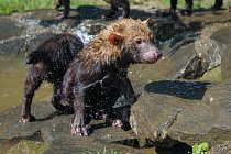 Přezdívku vodní pes nedostal pes pralesní jen tak náhodou. Umí se totiž dobře potápět a rád se dívá pod hladinu, co by mohl ulovit.