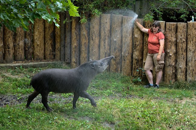 Některá zvířata se od chovatelů nechávají s oblibou sprchovat. Patří k nim například tapír jihoamerický.