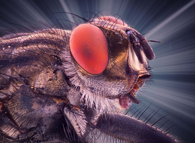 Fotograf Kutub Uddin svými snímky dokazuje, že i hmyz, včetně mouchy domácí, má svou krásnou stránku.