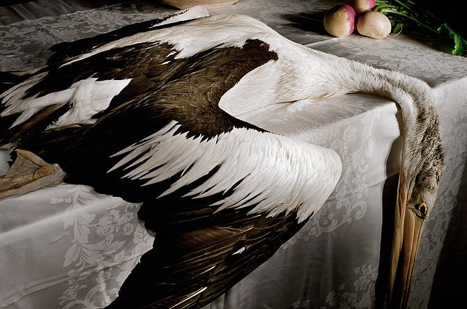 V Brisbane spadl pelikán australský do drátů elektrického vedení a zlomil si vaz. Vytvořil zláštní zátiší, které zachytila fotografka s pomocí blesku a dlouhé expozice a proměnila tragédii v umění. Potom ptáka pohřbila na své zahradě.