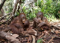 Členové záchranného týmu po měsících příprav zahájí v poslední epizodě seriálu Deníky orangutanů jednu z největších vypouštěcích akcí, jakou kdy realizovali. Vypuštění 23 orangutanů do volné přírody.