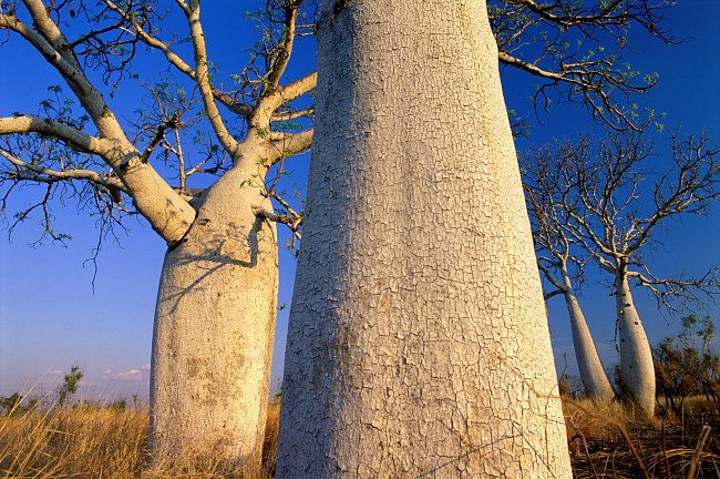 Baobaby se dožívají stovek a tisíc let. Jejich stáří přesahuje naše horizonty. V zemích, kde rostou, je považují za posvátné. 
