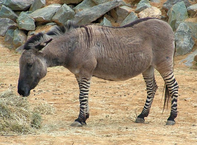 Kříženec zebry a osla (angl. zonkey ze slov donkey a zebra). Tito kříženci se pěstují už od 19. století.