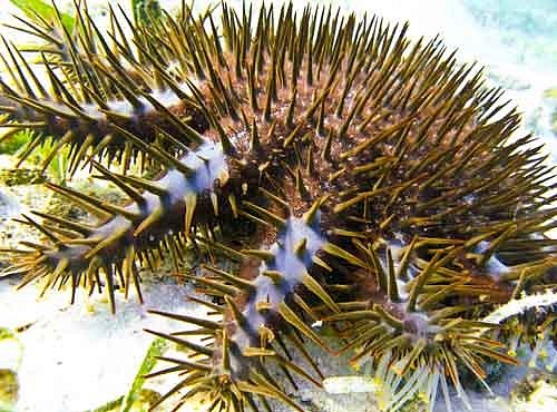 Australští vědci už vědí, jak zabíjet hvězdice ničící korály