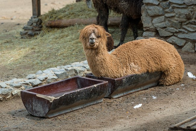 Lama alpaka zvolila originální způsob osvěžení.