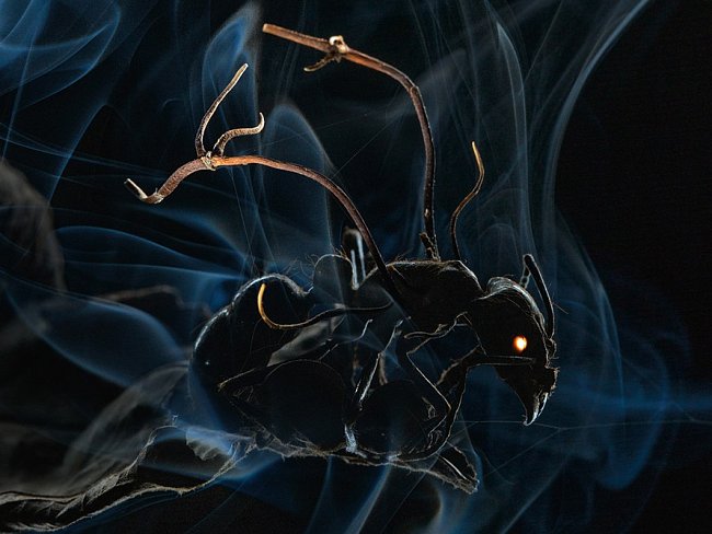 Nešťastný mravenec napadený cizopasnou houbou, housencem Ophiocordyceps. Jakmile na jeho těle přistanou spory houby, proniknou skrze jeho vnější kostru a dostanou se do mozku. Potom mravence přinutí, aby opustil své obvyklé prostředí v přízemním patře les