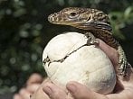 Zoo Praha: Narodilo se 8 vzácných draků