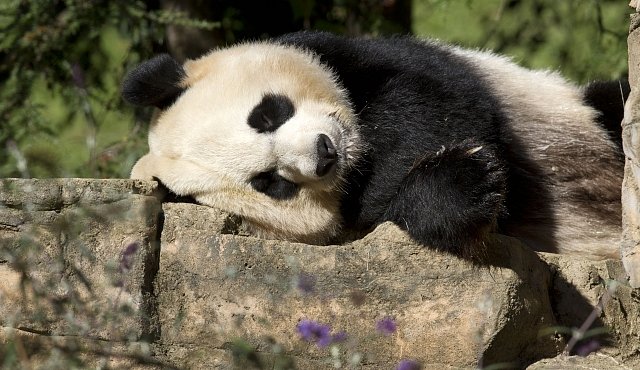 Pravda o čínských pandách. V přírodě vymírají, v zoo vydělávají