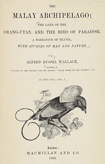 Britský objevitel z 19. století Alfred Russel Wallace patřil mezi první odborníky, kteří studovali rajky ve volné přírodě. 