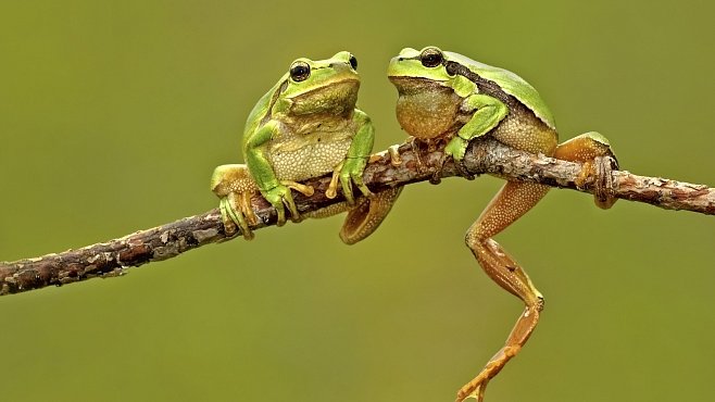 Létající žába se pohybuje ve stromech 20 metrů nad zemí. Jde o nově objevený druh