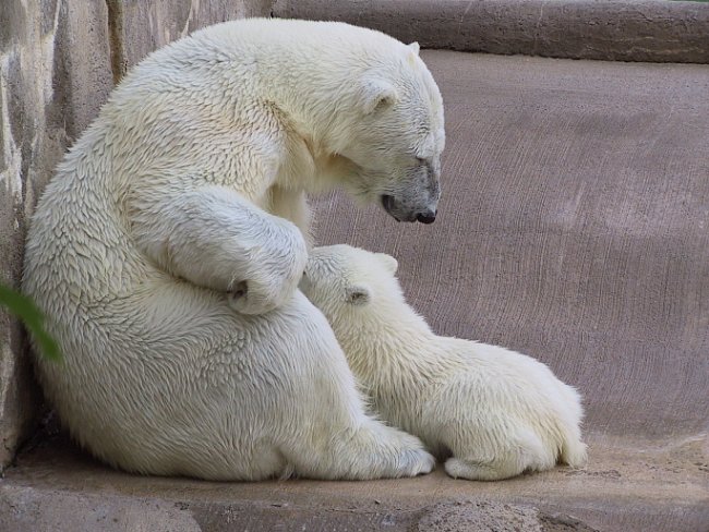 Polar Bear Nursing