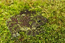 Drnokožka kornatá, žába žijící v tropických lesích severního Vietnamu, svým vzhledem napodobuje mech.