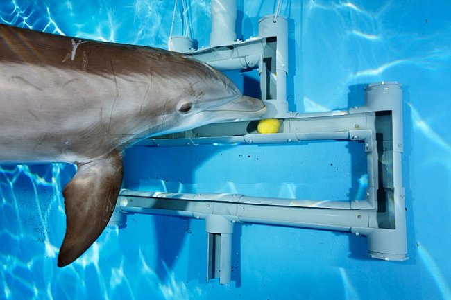 Test kognitivních schopností, delfín pomalu vede míček z bludiště vytvořeného z trubek.