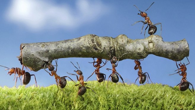 Mravenci objevili internet už před miliony roků. Lidé na to přišli až letos