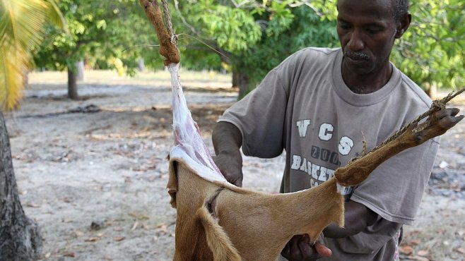 Náš člověk v Keni: Africké kozy a proč je mám rád