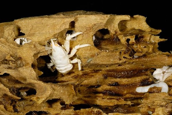Rak Munidopsis victoriae se živí především dřevem, které dopadne na dno. 