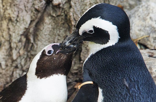 Tučňáci brýloví Pedro a Buddy ze zoologické zahrady v Torontu.