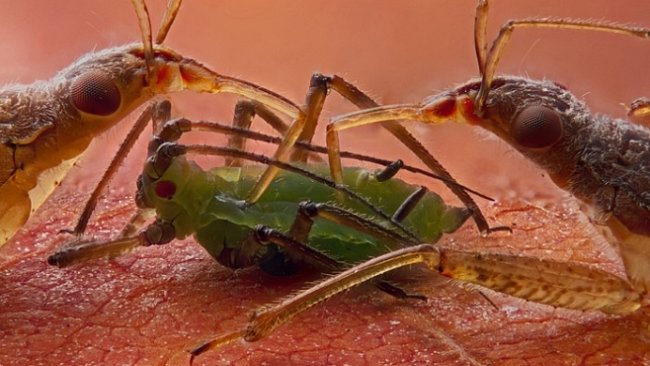 Skrytá krása parazitů – makrofotografie neviditelného světa 