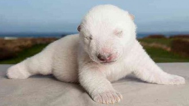 Nejkrásnější mláďata roku 2011: narodila se v zoo