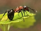 BBC: Mravenci jako z noční můry