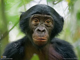 Bonobo