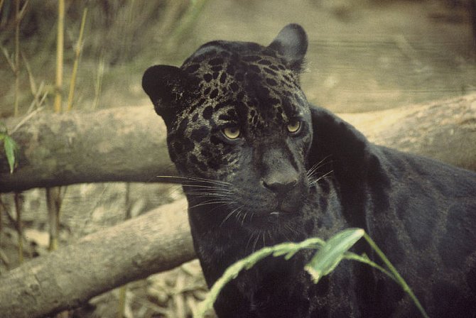 Levhart, nebo jaguár?