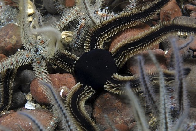 Mořská hadice (Ophiocomino nigra)