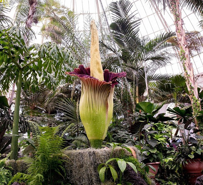 Botanici z New Yorku zachytili netradiční květenství na video.