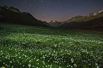 Letní noc se snáší na rozkvetlou alpskou loukou. V rušné zemi na zalidněném kontinentu je neposkvrněná krajina parku Gran Paradiso učiněnou idilickou oázou.