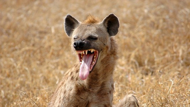 Nejhorší lidožrouti v dějinách: Hyeny v Malawi zabily desítky lidí. A ohrožovaly stovky dalších 