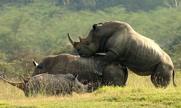 Nosorožci jsou v páření šampioni. Platí za to ale tvrdou daň