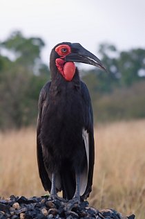 Zuborožec kaferský (Southern Ground Hornbill (Bucorvus leadbeateri).  Na hlavě, čele a krku má lysou kůži, která je zbarvena červeně. Samec má krční lalok červený, samice modrý. 